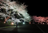 佐渡金山桜並木ライトアップ